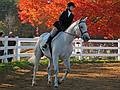 October 11, 2008 - At the Sandwich Fair, Sandwich, New Hampshire.