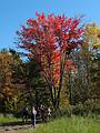 October 12, 2008 - Along trail from Perch Pond to Mt. Morgan, Grafton County, NH.