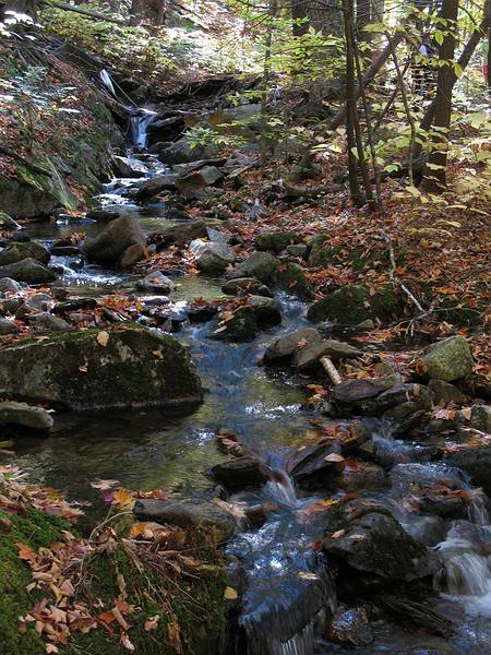 October 12, 2008 - Along trail from Perch Pond to Mt. Morgan, Grafton County, NH.