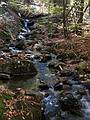 October 12, 2008 - Along trail from Perch Pond to Mt. Morgan, Grafton County, NH.