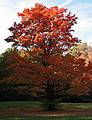 October 15, 2008 - Maudslay State Park, Newburyport, Massachusetts.