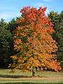 October 15, 2008 - Maudslay State Park, Newburyport, Massachusetts.