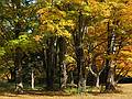 October 15, 2008 - Maudslay State Park, Newburyport, Massachusetts.