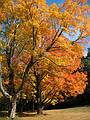 October 15, 2008 - Maudslay State Park, Newburyport, Massachusetts.