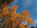 October 15, 2008 - Maudslay State Park, Newburyport, Massachusetts.