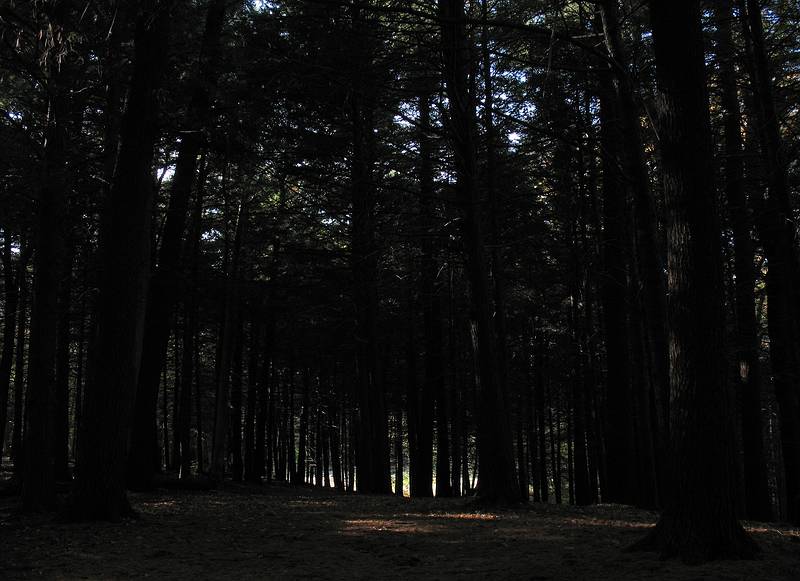 October 15, 2008 - Maudslay State Park, Newburyport, Massachusetts.