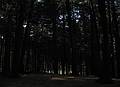 October 15, 2008 - Maudslay State Park, Newburyport, Massachusetts.