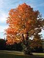 October 15, 2008 - Maudslay State Park, Newburyport, Massachusetts.