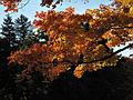 October 15, 2008 - Maudslay State Park, Newburyport, Massachusetts.