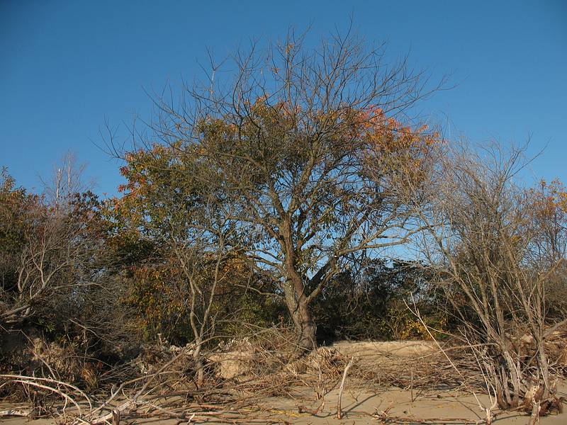 October 27, 2008 - Sandy Point State Reservation, Plum Island, Massachusetts.<br />Another tree to succumb to erosion?