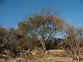 October 27, 2008 - Sandy Point State Reservation, Plum Island, Massachusetts.<br />Another tree to succumb to erosion?