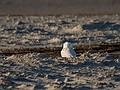 October 27, 2008 - Sandy Point State Reservation, Plum Island, Massachusetts.<br />Our (John G. and my) first sighting of a snowy owl this season.