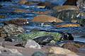 October 30, 2008 - Sandy Point State Reservation, Plum Island, Massachusetts.<br />Color.