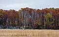 October 3, 2008 - Old Town Hill (Trustees of Reservations), Newbury, Massachusetts.