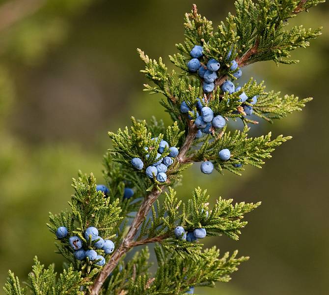 October 3, 2008 - Old Town Hill (Trustees of Reservations), Newbury, Massachusetts.<br />Juniper berries along the banks of the Little River.