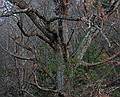 October 3, 2008 - Old Town Hill (Trustees of Reservations), Newbury, Massachusetts.<br />Tree at SE end of foot bridge over a little tributary to the Little River.<br />42 46 21.15 N, 70 51 11.67 W per Google Earth.