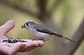 Nov. 5, 2008 - Ipswich River Wildlife Sanctuary, Topsfield, Massachusetts.<br />Tufted titmouse.