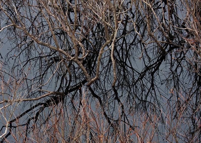 Nov. 5, 2008 - Ipswich River Wildlife Sanctuary, Topsfield, Massachusetts.<br />Brush in the water and its reflection.
