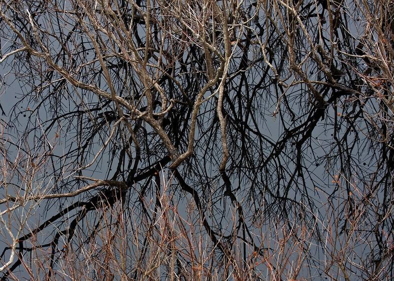 Nov. 5, 2008 - Ipswich River Wildlife Sanctuary, Topsfield, Massachusetts.<br />Brush in the water and its reflection.