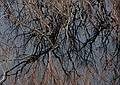 Nov. 5, 2008 - Ipswich River Wildlife Sanctuary, Topsfield, Massachusetts.<br />Brush in the water and its reflection.