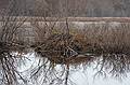 Nov. 5, 2008 - Ipswich River Wildlife Sanctuary, Topsfield, Massachusetts.<br />Beaver lodge.