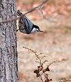 Nov. 5, 2008 - Ipswich River Wildlife Sanctuary, Topsfield, Massachusetts.<br />Nuthatch.