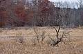 Nov. 5, 2008 - Ipswich River Wildlife Sanctuary, Topsfield, Massachusetts.