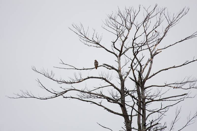 Nov. 5, 2008 - Ipswich River Wildlife Sanctuary, Topsfield, Massachusetts.<br />Hawk in a distant tree (a 640 mm-e view).