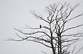 Nov. 5, 2008 - Ipswich River Wildlife Sanctuary, Topsfield, Massachusetts.<br />Hawk in a distant tree (a 640 mm-e view).