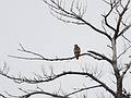 Nov. 5, 2008 - Ipswich River Wildlife Sanctuary, Topsfield, Massachusetts.<br />Crop of the previous image.