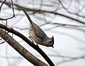 Nov. 5, 2008 - Ipswich River Wildlife Sanctuary, Topsfield, Massachusetts.<br />Tufted titmouse.