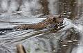 Nov. 5, 2008 - Ipswich River Wildlife Sanctuary, Topsfield, Massachusetts.<br />Muskrat.