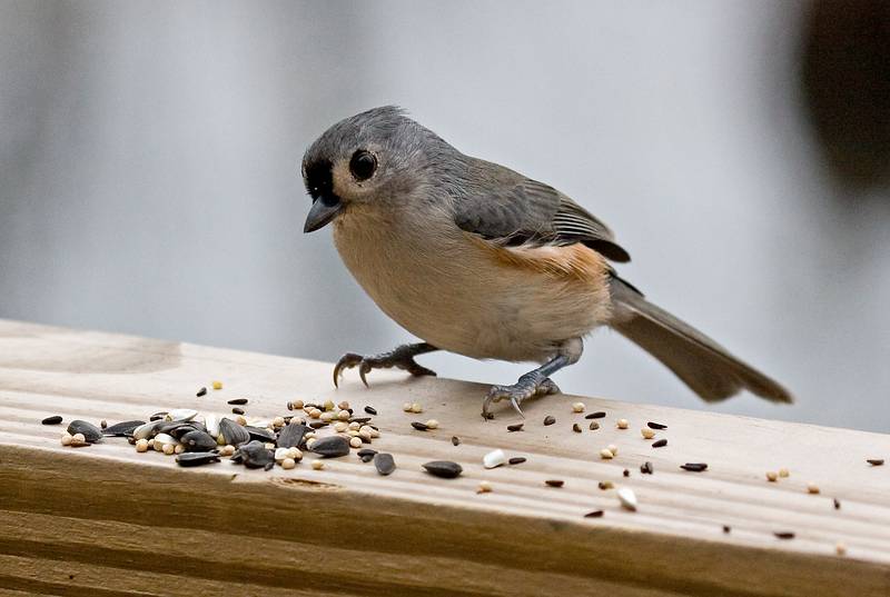 Nov. 5, 2008 - Ipswich River Wildlife Sanctuary, Topsfield, Massachusetts.<br />Tufted titmouse contemplating which seed to take.<br />(All these small birds are fast, though; it is hard to aim, focus, and shoot them).