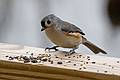 Nov. 5, 2008 - Ipswich River Wildlife Sanctuary, Topsfield, Massachusetts.<br />Tufted titmouse contemplating which seed to take.<br />(All these small birds are fast, though; it is hard to aim, focus, and shoot them).