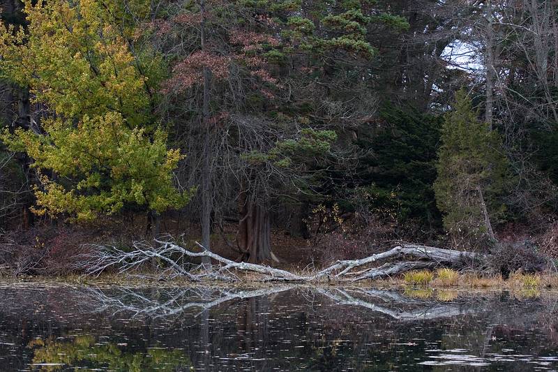 Nov. 5, 2008 - Ipswich River Wildlife Sanctuary, Topsfield, Massachusetts.<br />Along the shores of Rockery Pond.