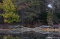 Nov. 5, 2008 - Ipswich River Wildlife Sanctuary, Topsfield, Massachusetts.<br />Along the shores of Rockery Pond.