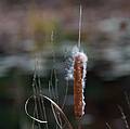 Nov. 5, 2008 - Ipswich River Wildlife Sanctuary, Topsfield, Massachusetts.<br />Cattail.