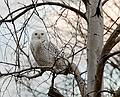 Nov. 11, 2008 - Sandy Point State Reservation, Plum Island, Massachusetts.<br />Snowy Owl.