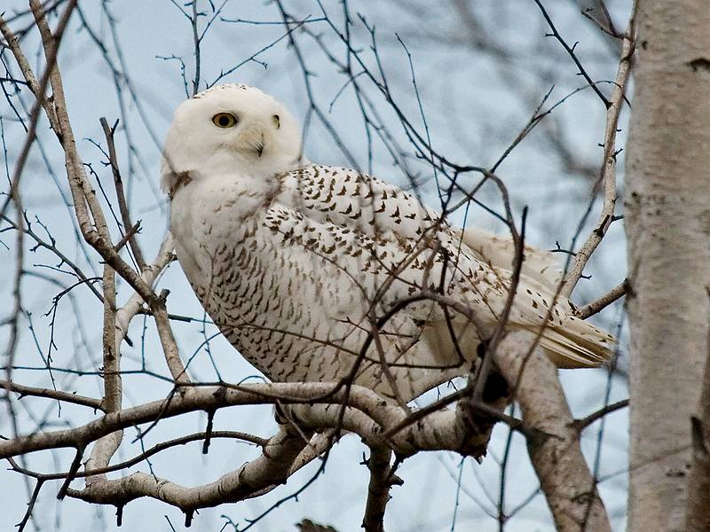 Nov. 11, 2008 - Sandy Point State Reservation, Plum Island, Massachusetts.<br />Snowy Owl.