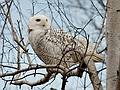 Nov. 11, 2008 - Sandy Point State Reservation, Plum Island, Massachusetts.<br />Snowy Owl.