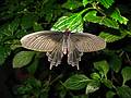 Nov. 22, 2008 - The Butterfly Place, Westford, Massachusetts.