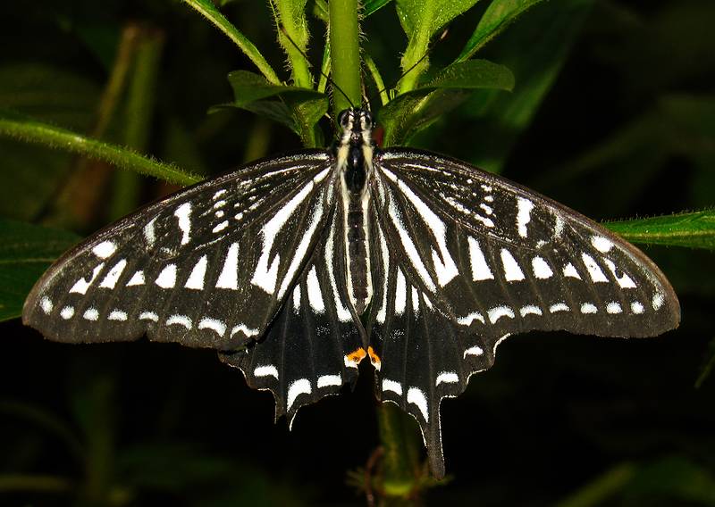 Nov. 22, 2008 - The Butterfly Place, Westford, Massachusetts.