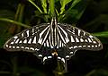 Nov. 22, 2008 - The Butterfly Place, Westford, Massachusetts.