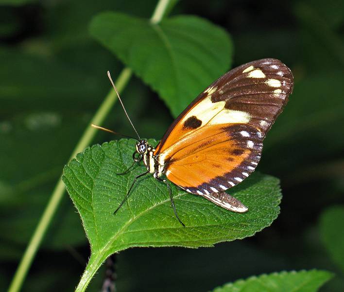 Nov. 22, 2008 - The Butterfly Place, Westford, Massachusetts.