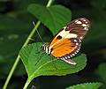 Nov. 22, 2008 - The Butterfly Place, Westford, Massachusetts.