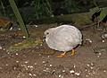 Nov. 22, 2008 - The Butterfly Place, Westford, Massachusetts.<br />Quail.