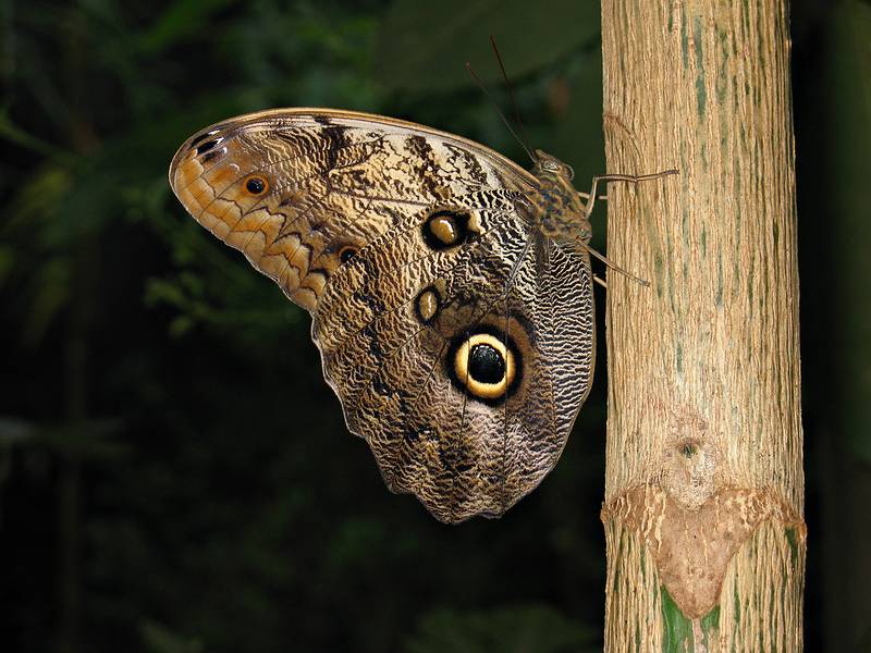 Nov. 22, 2008 - The Butterfly Place, Westford, Massachusetts.
