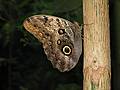 Nov. 22, 2008 - The Butterfly Place, Westford, Massachusetts.