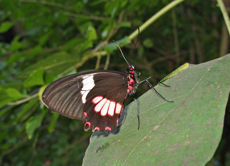 Nov. 22, 2008 - The Butterfly Place, Westford, Massachusetts.