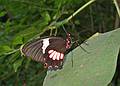 Nov. 22, 2008 - The Butterfly Place, Westford, Massachusetts.